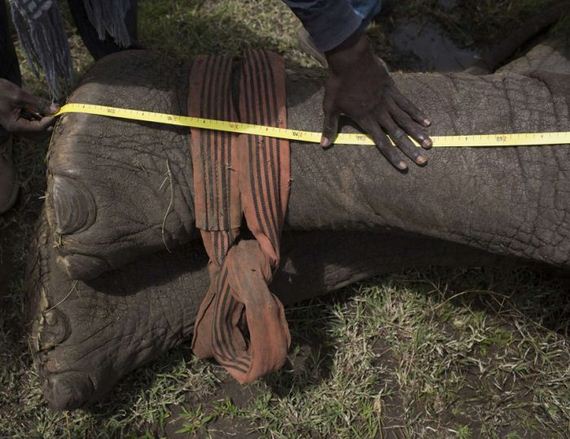kenya_wildlife_service_wardens_relocating_an_elephant