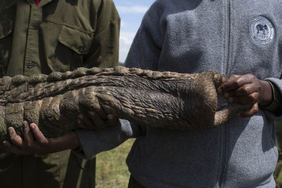 kenya_wildlife_service_wardens_relocating_an_elephant