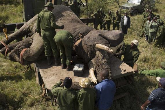 kenya_wildlife_service_wardens_relocating_an_elephant