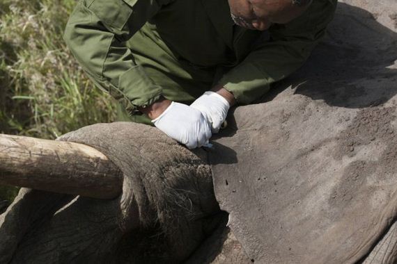 kenya_wildlife_service_wardens_relocating_an_elephant