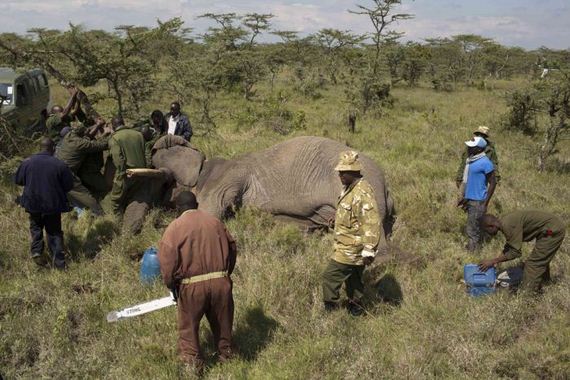 kenya_wildlife_service_wardens_relocating_an_elephant