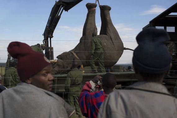 kenya_wildlife_service_wardens_relocating_an_elephant