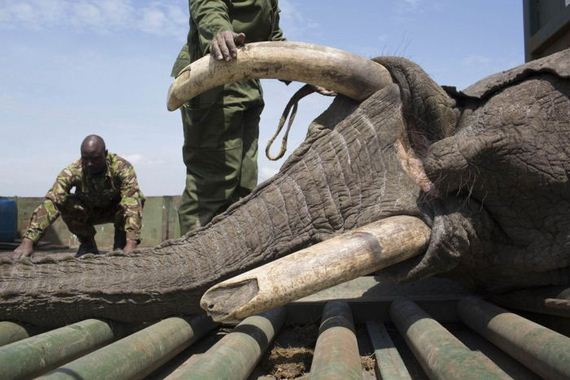 kenya_wildlife_service_wardens_relocating_an_elephant