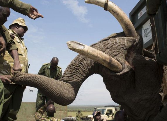 kenya_wildlife_service_wardens_relocating_an_elephant