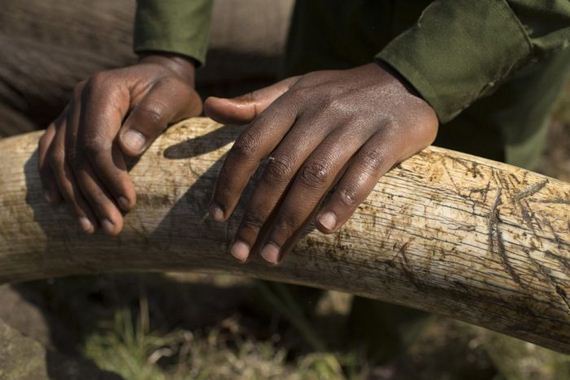 kenya_wildlife_service_wardens_relocating_an_elephant