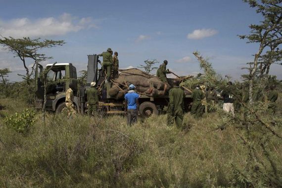 kenya_wildlife_service_wardens_relocating_an_elephant