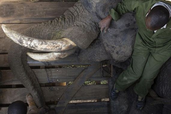 kenya_wildlife_service_wardens_relocating_an_elephant
