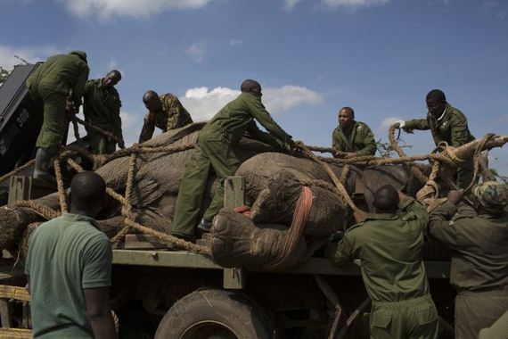 kenya_wildlife_service_wardens_relocating_an_elephant