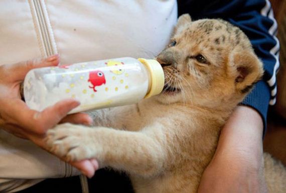 kiara-is-the-first-born-liliger-ever