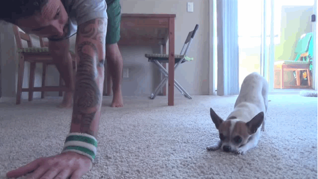 learn_how_to_do_yoga_by_watching_this_dog
