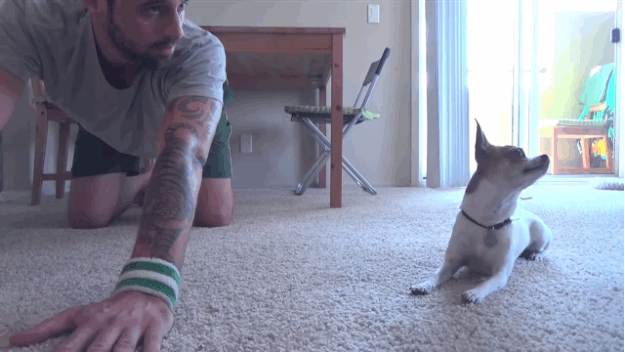 learn_how_to_do_yoga_by_watching_this_dog