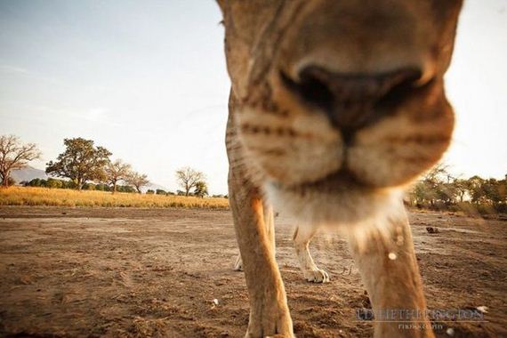 lion-stealing-camera