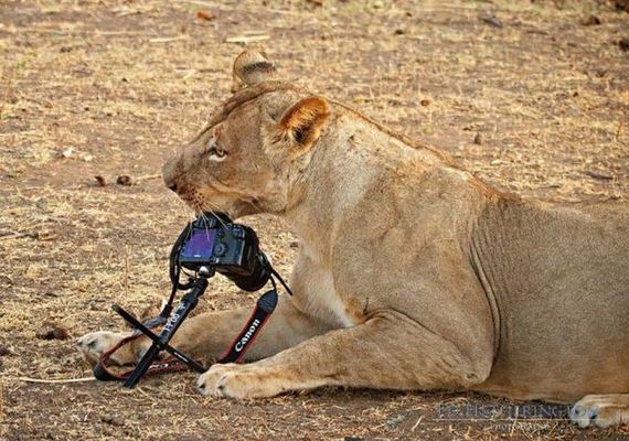 lion-stealing-camera