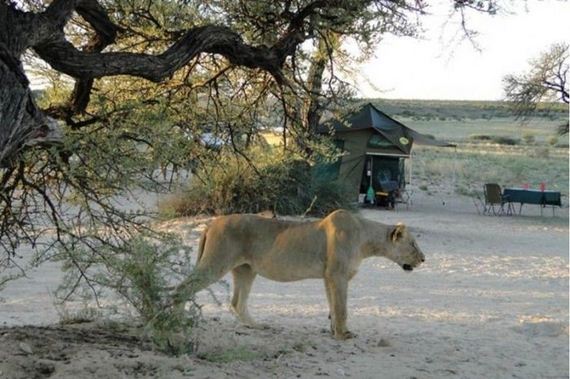 lions_safari