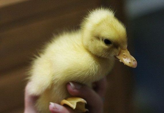 little_duck