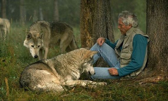 living-wolves