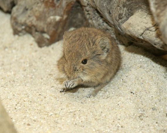 look-at-this-baby-elephant-shrew
