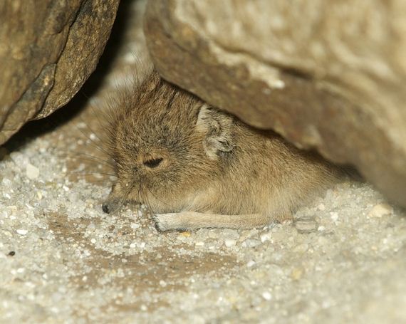look-at-this-baby-elephant-shrew