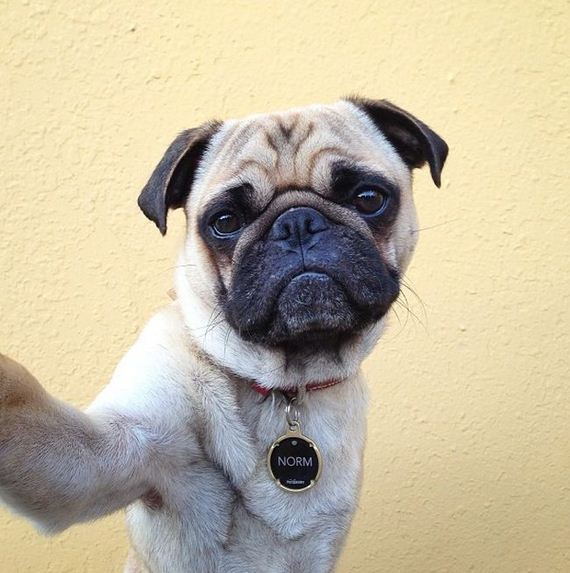 meet_norm_the_photogenic_pug