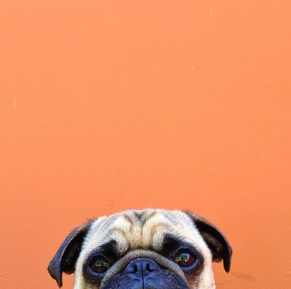 meet_norm_the_photogenic_pug