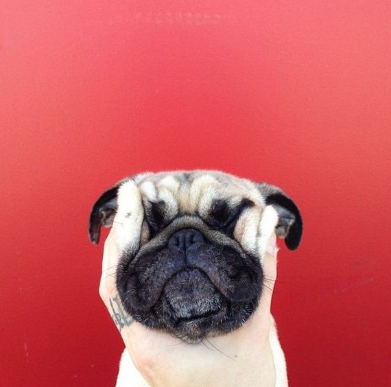 meet_norm_the_photogenic_pug