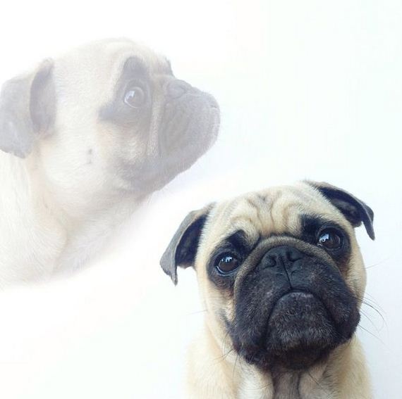 meet_norm_the_photogenic_pug