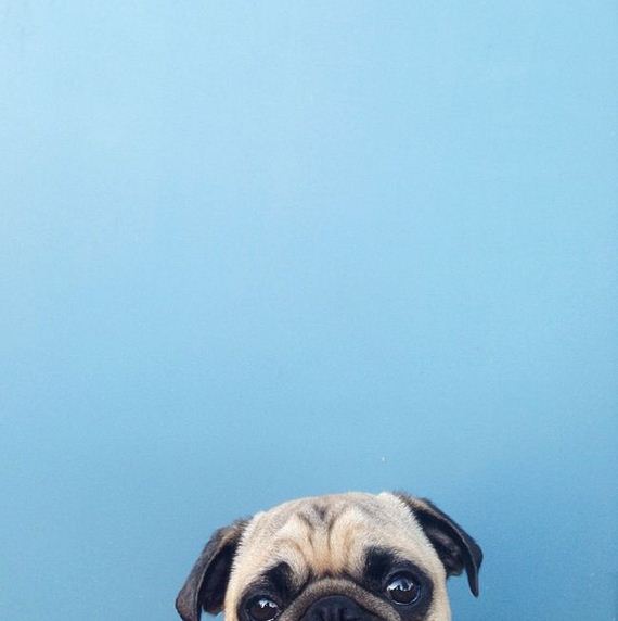 meet_norm_the_photogenic_pug