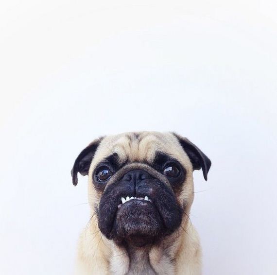 meet_norm_the_photogenic_pug