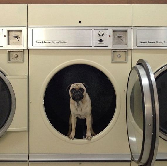 meet_norm_the_photogenic_pug