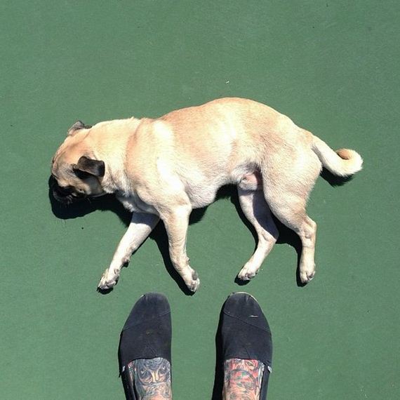 meet_norm_the_photogenic_pug