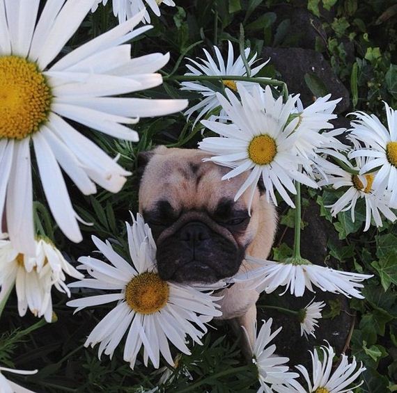 meet_norm_the_photogenic_pug