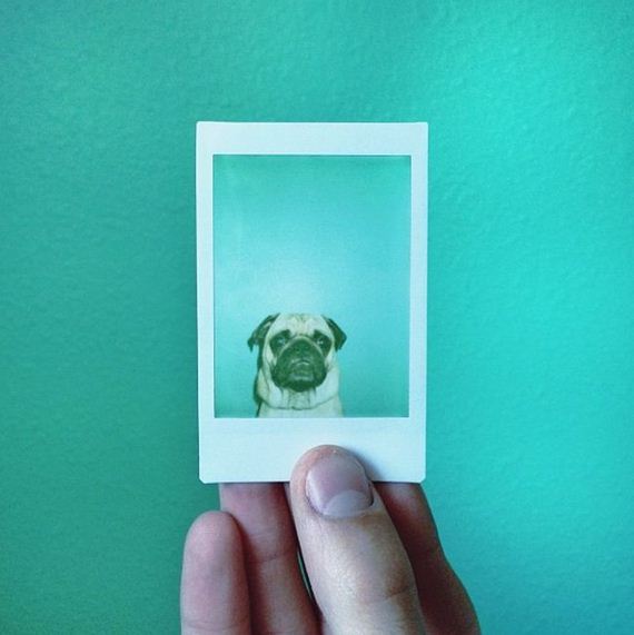 meet_norm_the_photogenic_pug