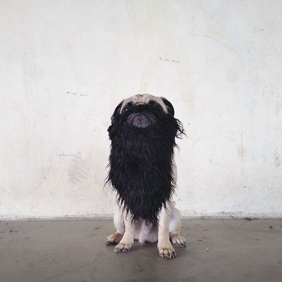 meet_norm_the_photogenic_pug