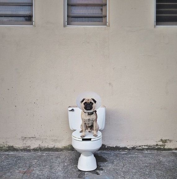 meet_norm_the_photogenic_pug