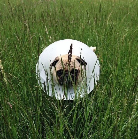 meet_norm_the_photogenic_pug