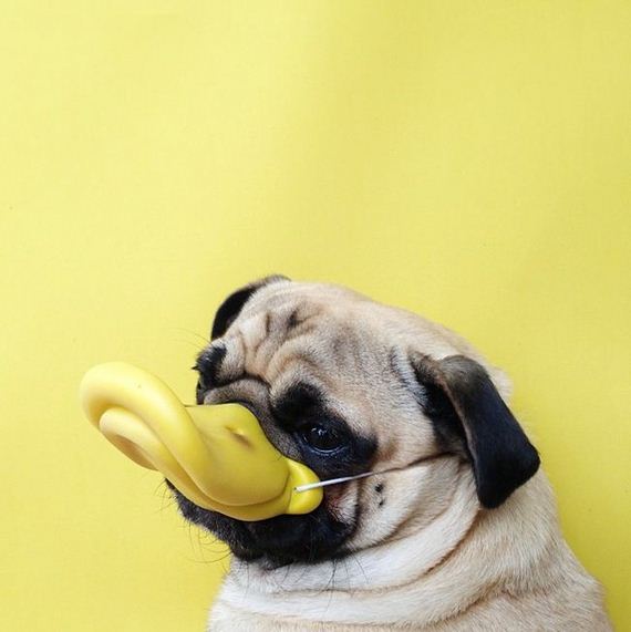 meet_norm_the_photogenic_pug