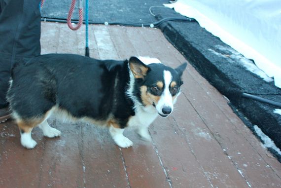most-famous-dogs-at-sundance