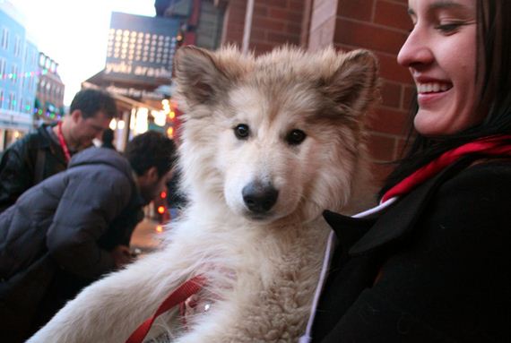 most-famous-dogs-at-sundance
