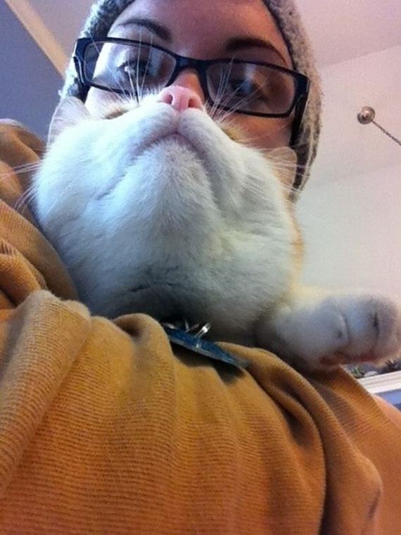 most_epic_cat_beards_of_all_time