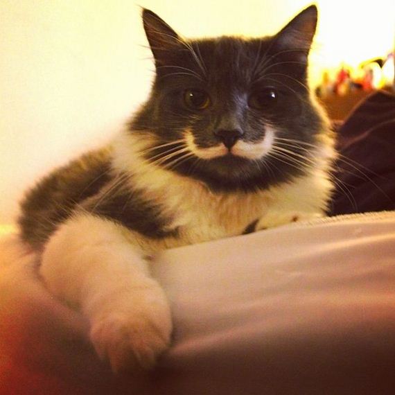 mustache_cat
