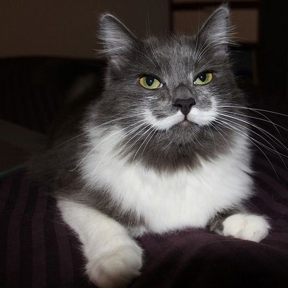 Mustache Kitten - Barnorama