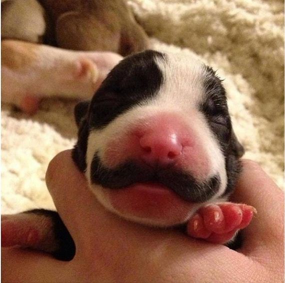 mustachioed_puppy