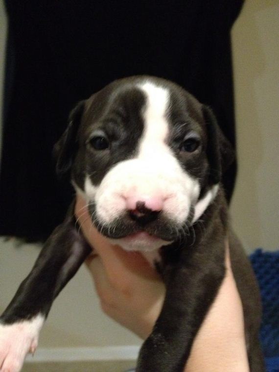 mustachioed_puppy