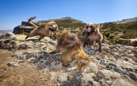 national-geographic-photo-contest1