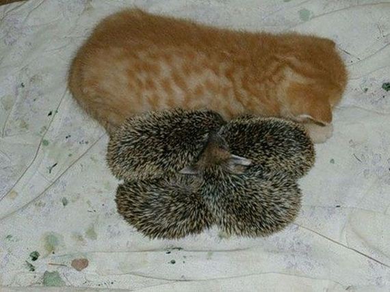 new-mom-for-baby-hedgehogs