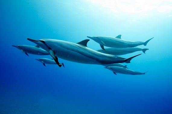 one_ocean_one_breath