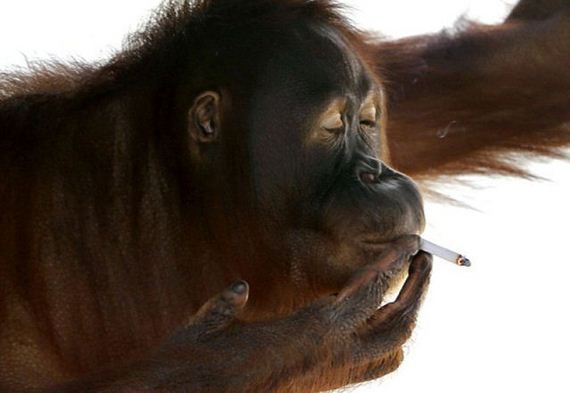 orangutan-birth