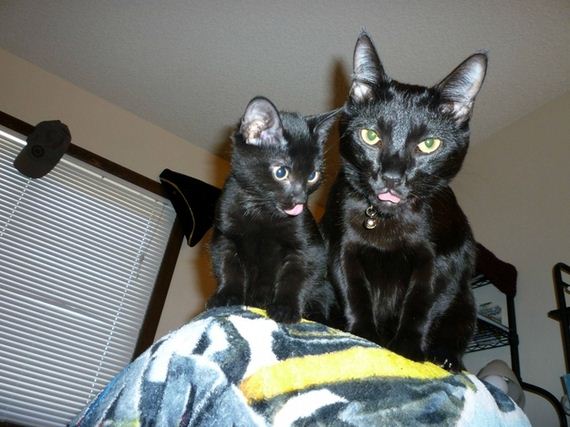 perfectly-timed-cat-photos