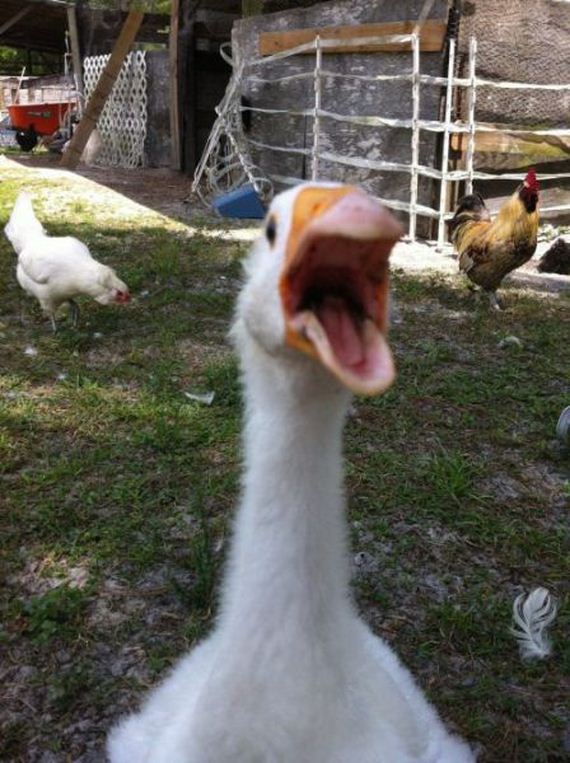 photobombs_32