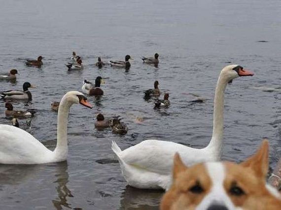 photobombs_32